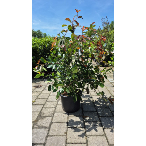 Photinia fraseri Red Robin - Glansmispel