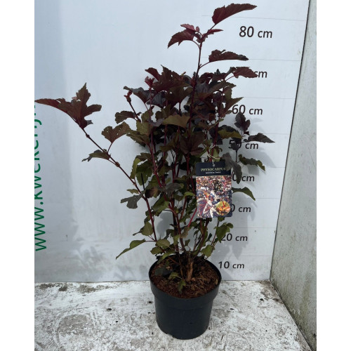 Physocarpus opulifolius André