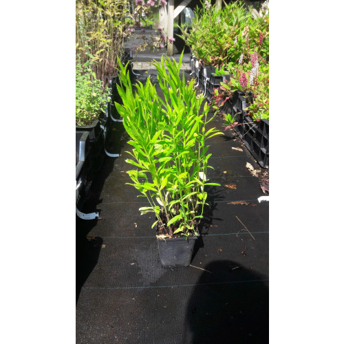 Physostegia virginiana Alba - Scharnierplant