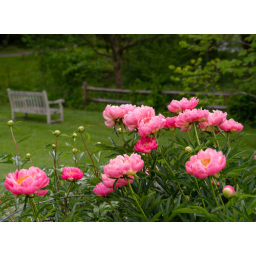 Paeonia - Pioenroos