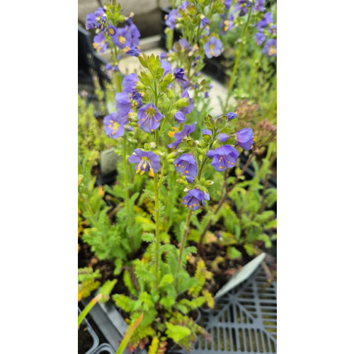 Polemonium Bambino Blue - Jacobsladder