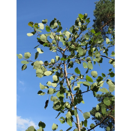 Populus tremula - Ratelpopulier