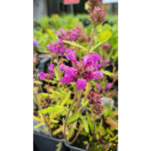 Prunella grandiflora - Bijenkorfje