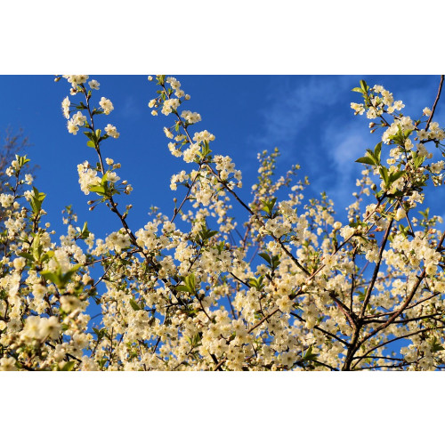 Prunus avium - Zoete kers