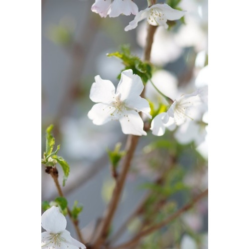 Sierkers - Prunus nipponica Brilliant