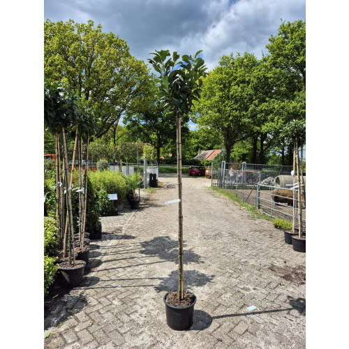 Prunus laur. Etna - Laurier op stam