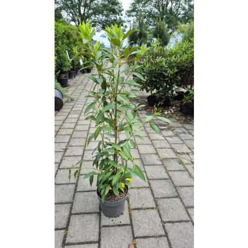 Prunus laur. Caucasica - Partij laurier