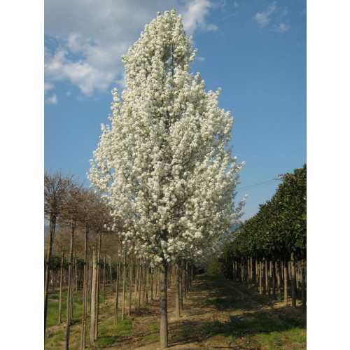 Pyrus calleryana Chanticleer - Sierpeer - boom