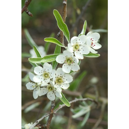 Pyrus salicifolia 'Pendula' - Treursierpeer - boom