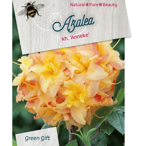 Azalea - Rhododendron 'Anneke'