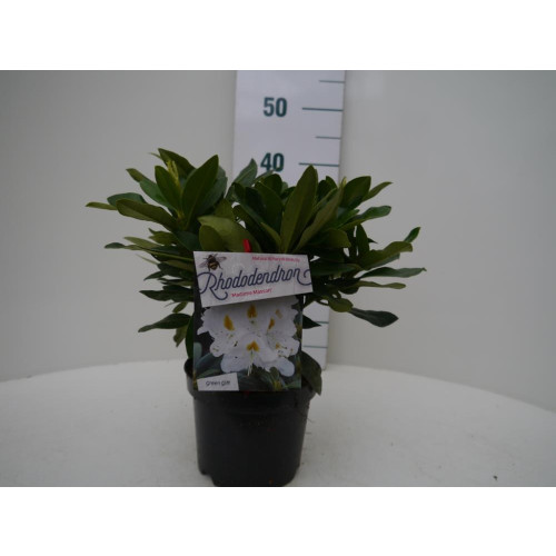 Rhododendron 'Madame Masson' 