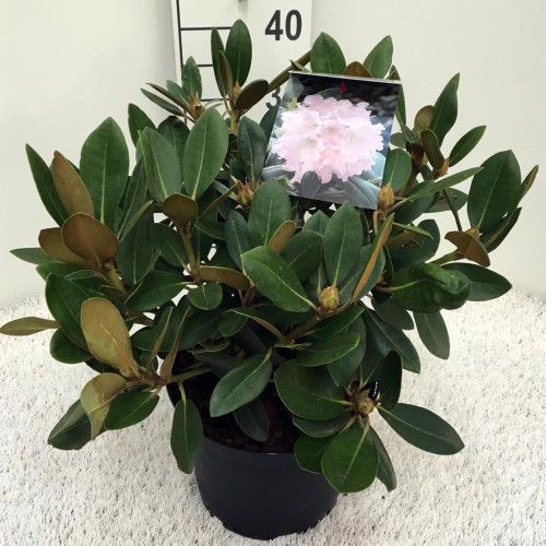Rhododendron (y) Silberwolke