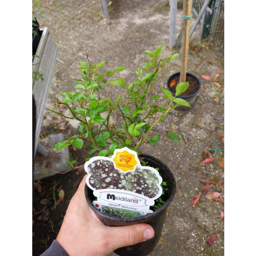 Rosa Swany - Bodembedekker roos