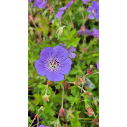 Geranium Rozanne - Ooievaarsbek