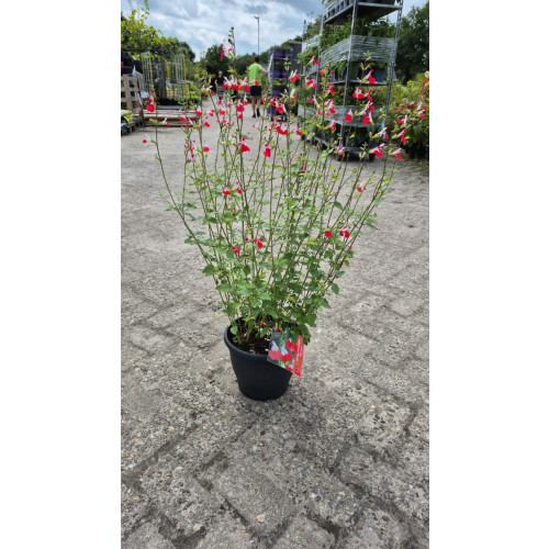 Salvia micr. Hot Lips - Salie