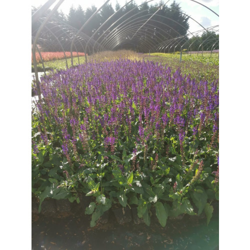 Salvia nem. Mainacht - Salie