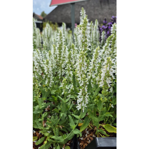 Salvia nem. Schneehugel | Salie
