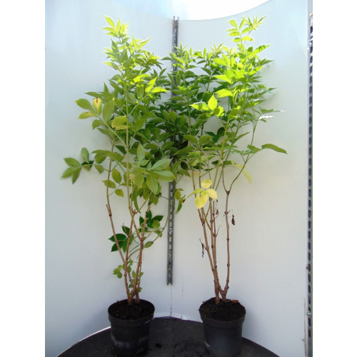 Sambucus nigra - Gewone Vlier
