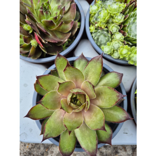 Sedum sempervivum - Huislook - Vetkruid