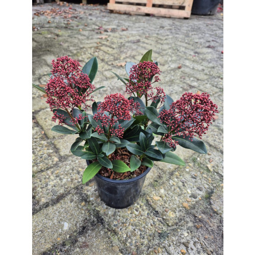 Skimmia japonica Rubella