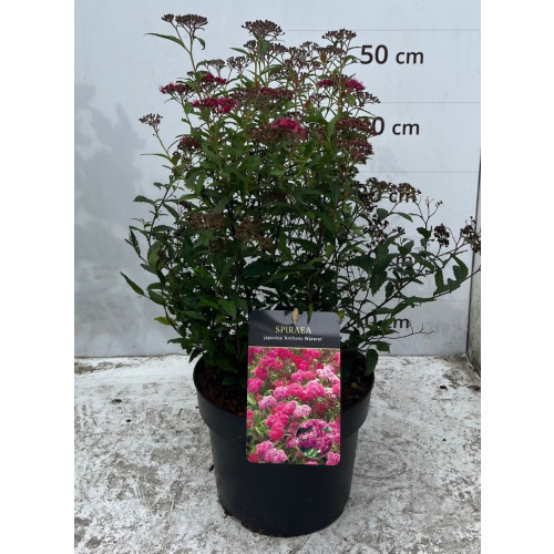 Spiraea japonica Anthony Waterer - Spierstruik - Spirea