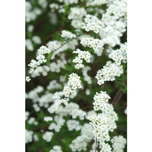 Spiraea cinera Grefsheim | Spierstruik | Spirea