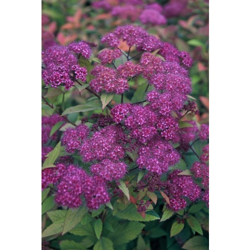 Spiraea japonica Goldflame - Spierstruik - Spirea