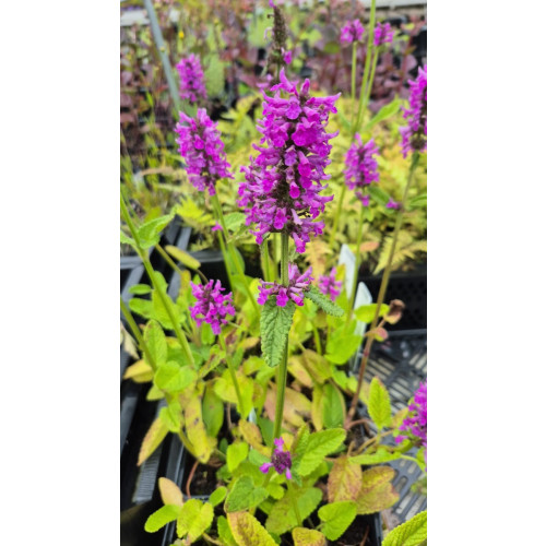 Stachys monieri Hummelo - Andoorn