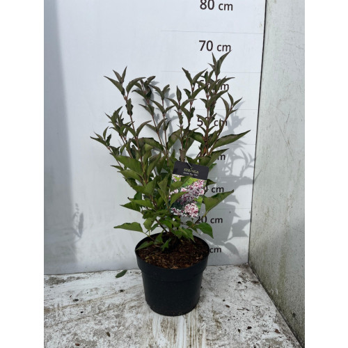 Syringa Miss Kim - Dwergsering