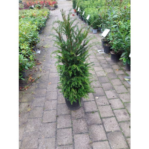 Taxus baccata- Venijnboom