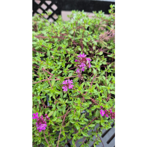 Thymus praecox Red Carpet - Rode tijm