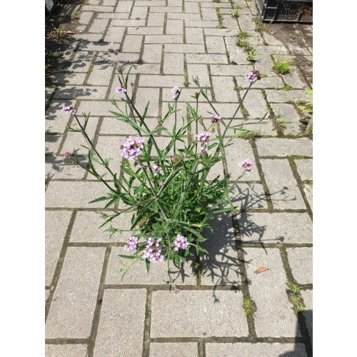 Verbena bonariensis - Ijzerhard