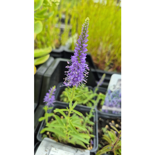 Veronica spicata Nana Blauteppich - Ereprijs
