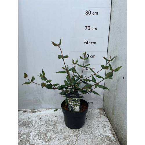 Viburnum burkwoodii | Sneeuwbal