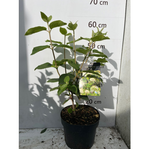 Viburnum lantana - Sneeuwbal