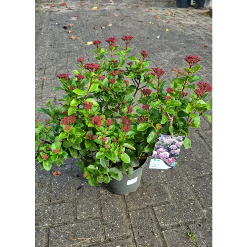 Viburnum tinus Lisa Rose - Sneeuwbal