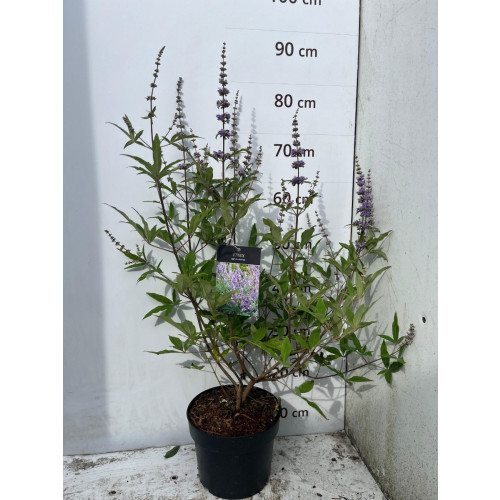 Vitex agnus-castus - Monnikspeper
