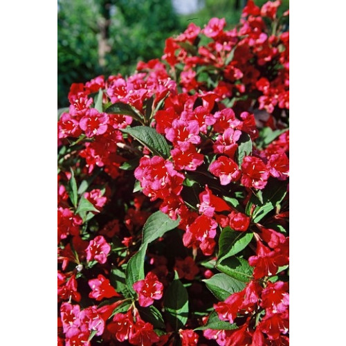 Weigela Bristol Ruby - Weigelia