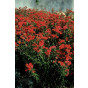 Achillea Paprika - Duizendblad