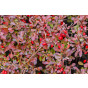 Berberis thunbergii - Zuurbes