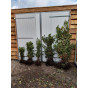 Fagus sylvatica | Groene beukenhaag | Kale wortel