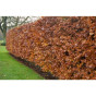 Fagus sylvatica | Groene beukenhaag | Kale wortel