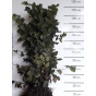 Carpinus betulus | Haagbeuk | Kale wortel