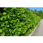 Carpinus betulus | Haagbeuk | Kale wortel