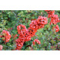 Chaenomeles japonica | Dwergkwee