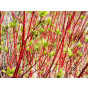Cornus alba - Witte Kornoelje