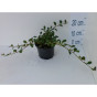 Dwergmispel - Cotoneaster dammeri Major