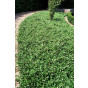 Dwergmispel - Cotoneaster dammeri Major