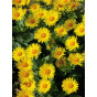 Doronicum orientale - Voorjaarszonnebloem
