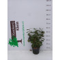 Elaeagnus ebbingei Compacta - Olijfwilg - Eleagnus